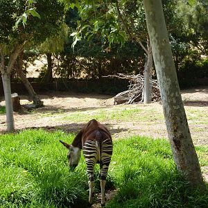 6-12-10 Okapi