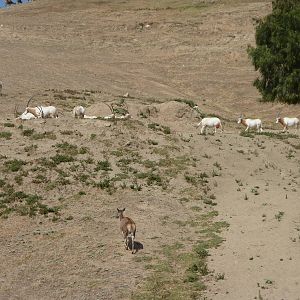 6-12-10 Segway Tour - North Africa Segway Tour