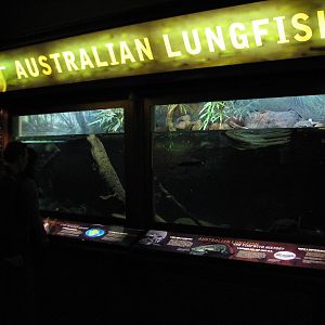 Rivers - Australian Lungfish Exhibit