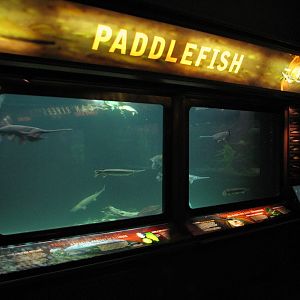 Rivers - Paddlefish Exhibit