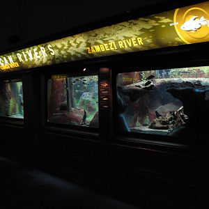 Rivers - African Rivers Exhibits