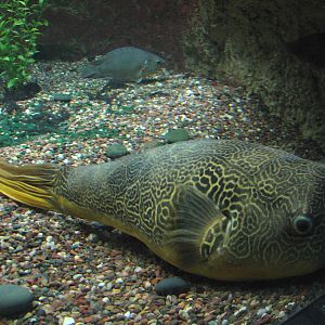 Rivers - African Rivers Exhibits - Congo River Puffer