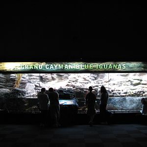 Islands and Lakes - Grand Cayman Blue Iguana Exhibit