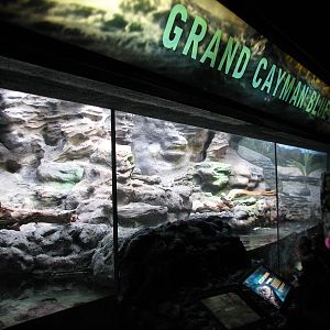 Islands and Lakes - Grand Cayman Blue Iguana Exhibit