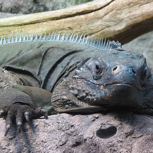 Islands and Lakes - Grand Cayman Blue Iguana