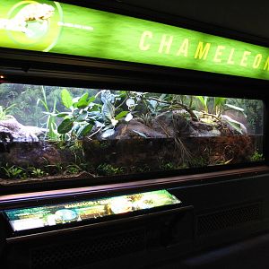 Islands and Lakes - Chameleons Exhibit