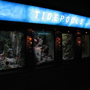 Oceans - Tidepool Exhibits
