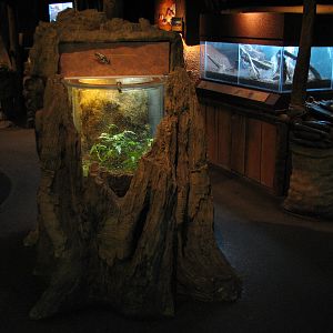 Amazon Rising - Phantasmal Poison Arrow Frog Exhibit