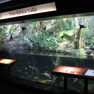 Amazon Rising - Floodplain Lake Exhibit