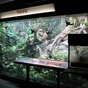 Amazon Rising - Forest in Low Water Season Exhibit