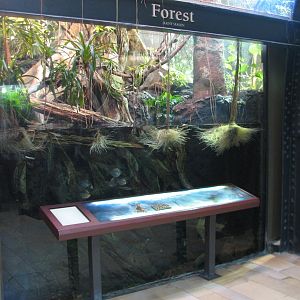 Amazon Rising - Forest in Rainy Season Exhibit