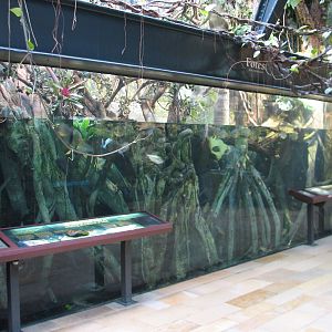 Amazon Rising - Forest in High Water Season Exhibit