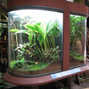 Amazon Rising - Frog Exhibits