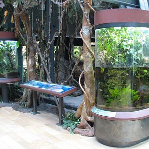 Amazon Rising - Frog and Turtle Exhibits