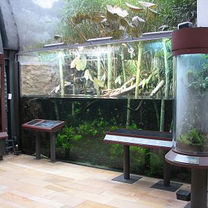 Amazon Rising - Floating Meadows and South American Clown Tree Frog Exhibit