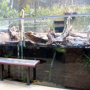 Amazon Rising - Floating Meadows Anaconda Exhibit