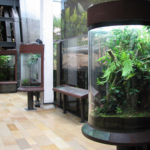 Amazon Rising - Emerald Tree Boa and Frogs Exhibit