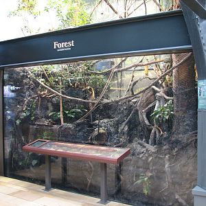 Amazon Rising - Forest in Receding Waters Exhibit