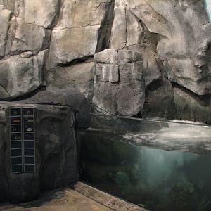 Wild Reef - Shoreline Surf Exhibit