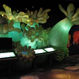 Wild Reef - Coral Display