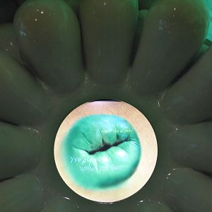 Wild Reef - Coral Display