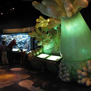 Wild Reef - Coral Display