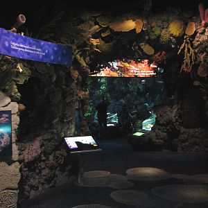 Wild Reef - Coral Exhibit Room