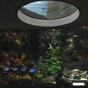 Wild Reef - Schooling Fish Exhibit