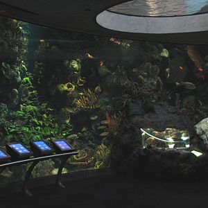 Wild Reef - Schooling Fish Exhibit