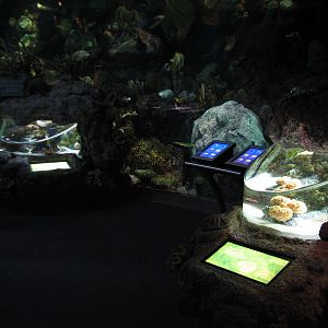 Wild Reef - Crown-of-Thorns Sea Star and Slipper Lobster Exhibits