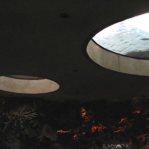 Wild Reef - Schooling Fish Exhibit