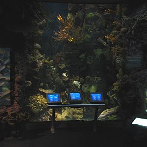 Wild Reef - Predatory Fish Exhibit