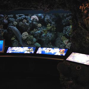 Wild Reef - Moray Eel Exhibit