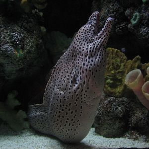 Wild Reef - Moray Eel