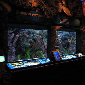 Wild Reef - Animals Use All Parts of the Reef Exhibits