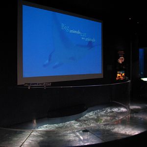 Wild Reef - Ray Exhibit