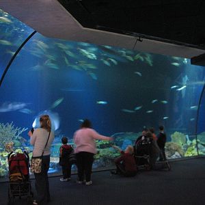 Wild Reef - Shark Reef Exhibit