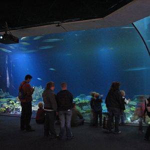 Wild Reef - Shark Reef Exhibit