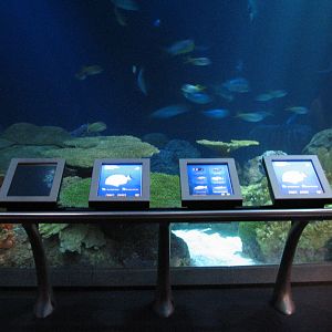 Wild Reef - Shark Reef Exhibit