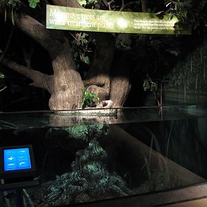 Wild Reef - Mangrove Exhibit