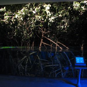 Wild Reef - Mangrove Exhibit