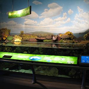 Wild Reef - Lagoon Exhibit