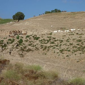 6-12-10 Segway Tour - North Africa