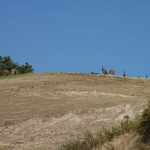 6-12-10 Segway Tour - North Africa