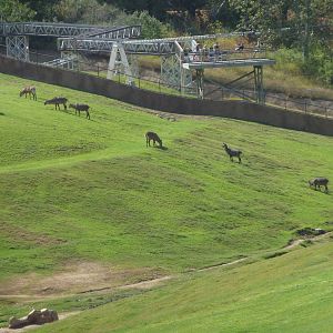6-12-10 Segway Tour - East Africa
