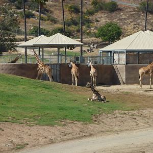 6-12-10 Segway Tour - Reticulated Giraffe and Boma