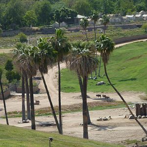 6-12-10 Segway Tour - East Africa