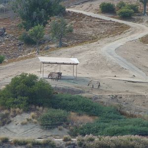 6 -12-10 Segway Tour - Pzewalski's Wild Horse