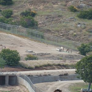 6 -12-10 Segway Tour - Przewalksi's Wild Horse