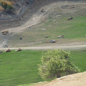 6 -12-10 Segway Tour - Pere David's Deer